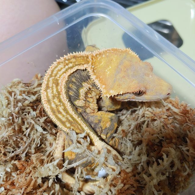 풀핀