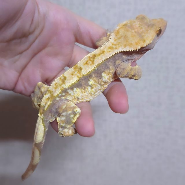 노멀 트라이