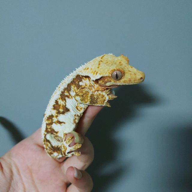 릴리화이트 트라이 익스트림할리퀸