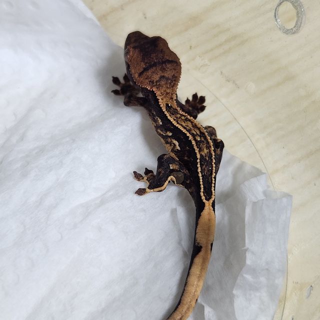 엠티백 풀핀 블랙