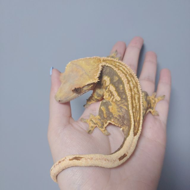 풀핀