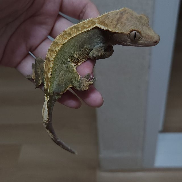 100%헷아잔틱