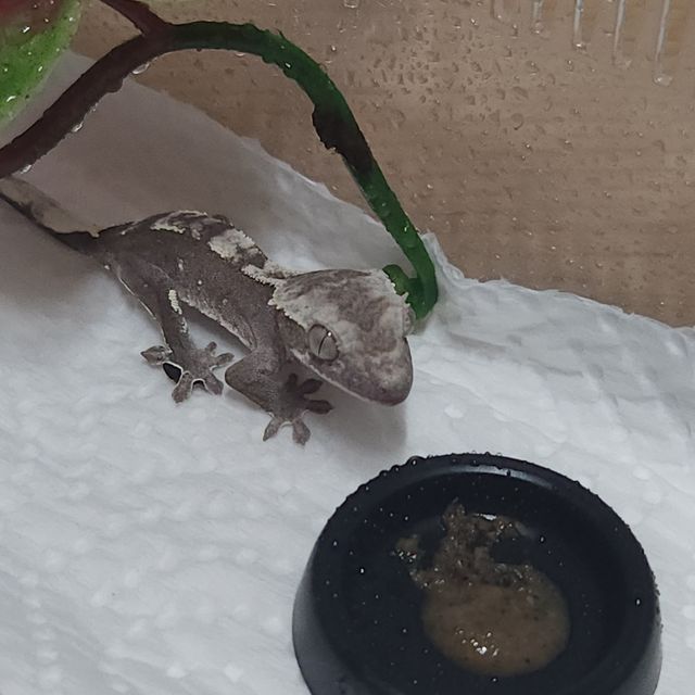 아잔틱