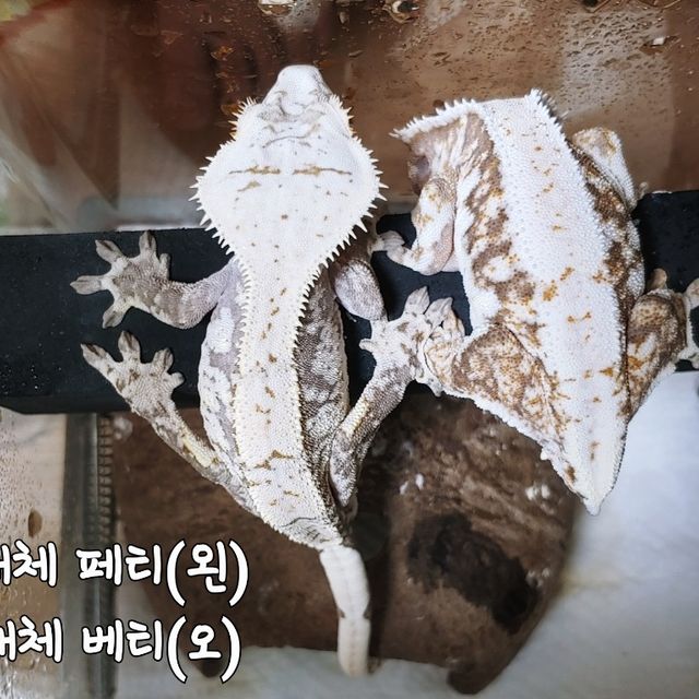 노멀 익스트림할리퀸