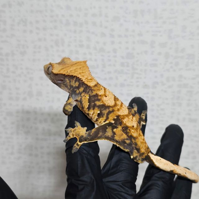 트라이 익스트림할리퀸 텐저린 타이거