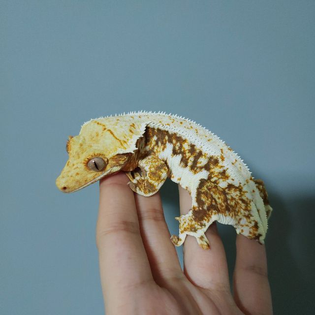 릴리화이트 트라이 익스트림할리퀸