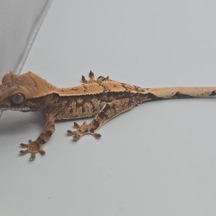 노멀 트라이 화이트스팟