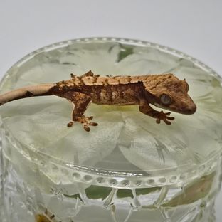 트라이
