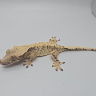 노멀 드리피 크림