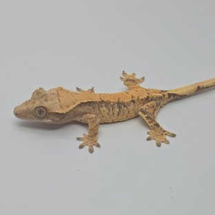 노멀 트라이 화이트스팟