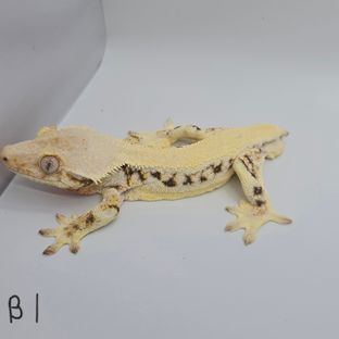 B1/지그