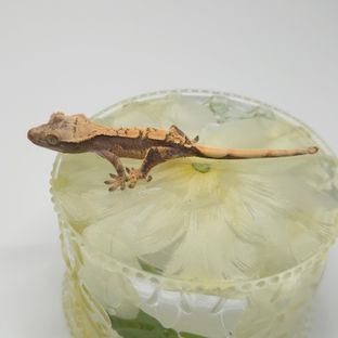 노멀