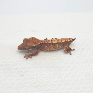 카푸치노 화이트스팟