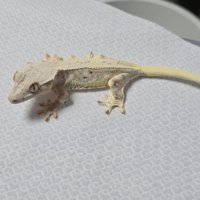 릴리화이트 크림