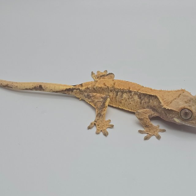 노멀 트라이 화이트스팟