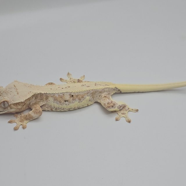 릴리화이트 크림