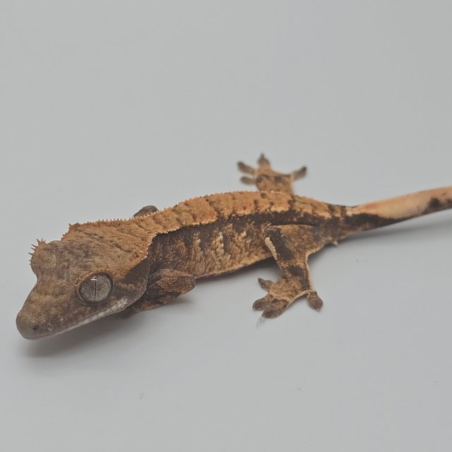 노멀 트라이 화이트스팟