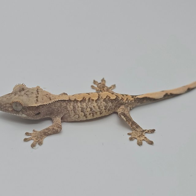 노멀 화이트스팟