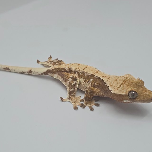 노멀 화이트스팟