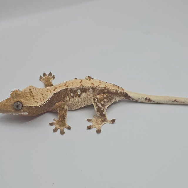 노멀 화이트스팟