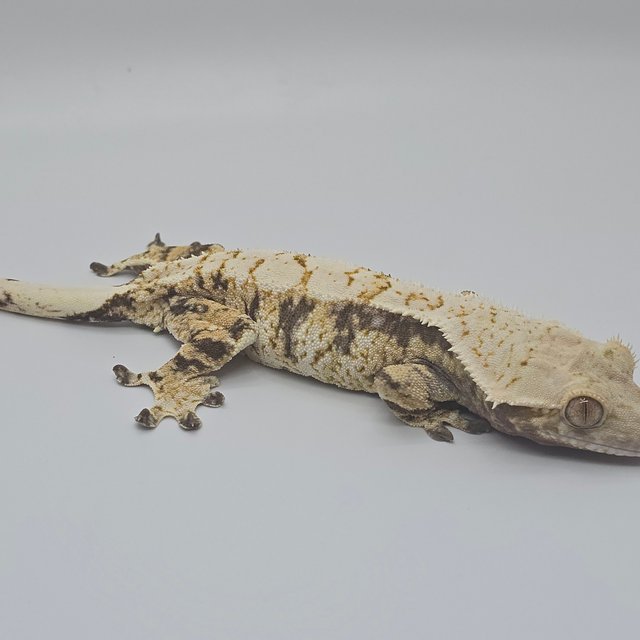 노멀 트라이 드리피 화이트스팟