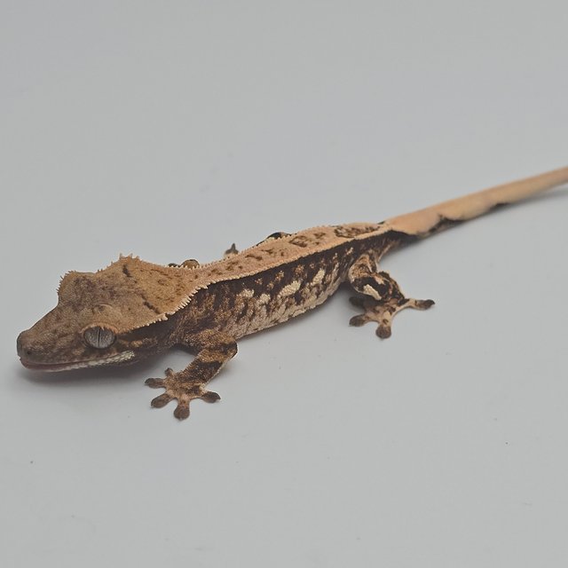 노멀 트라이 화이트스팟