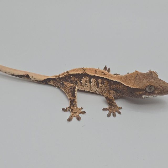 노멀 트라이 화이트스팟