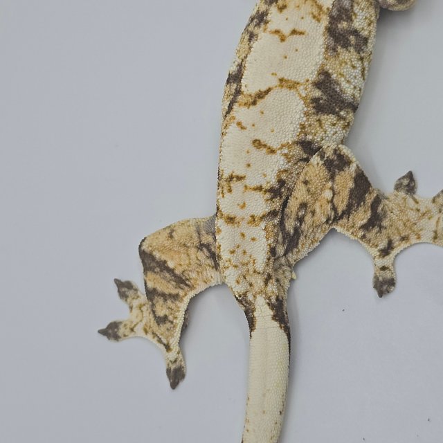 노멀 트라이 드리피 화이트스팟