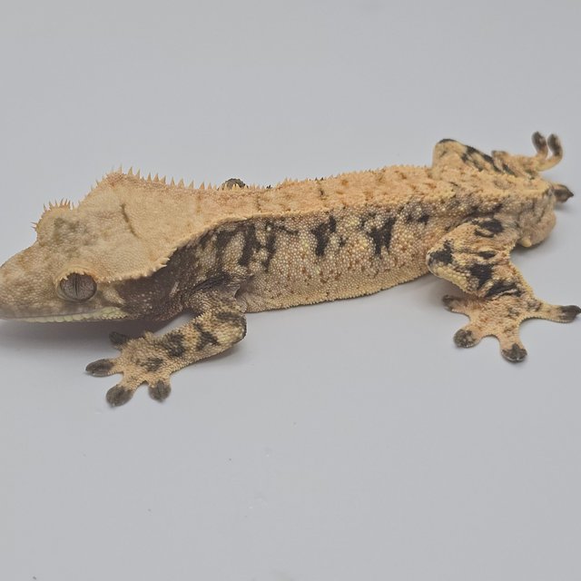 노멀 드리피 화이트스팟