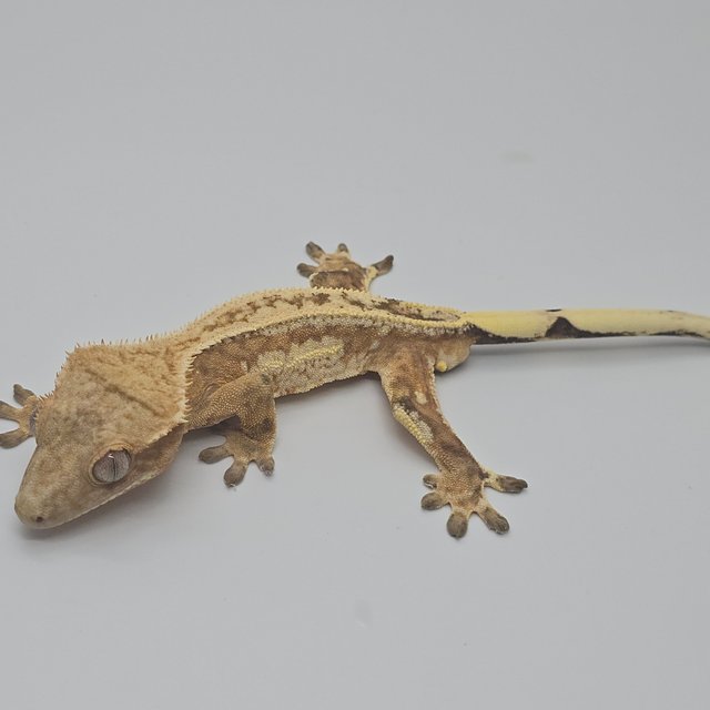 노멀 크림시클 크림