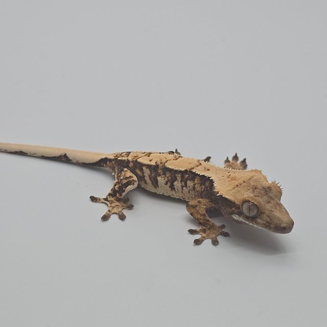 노멀 드리피 화이트스팟