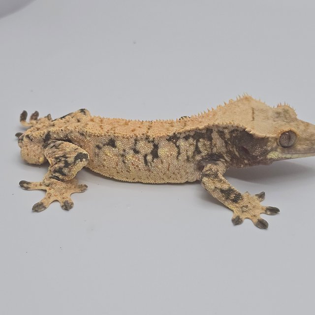 노멀 드리피 화이트스팟