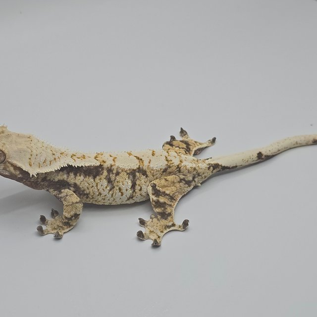 노멀 트라이 드리피 화이트스팟