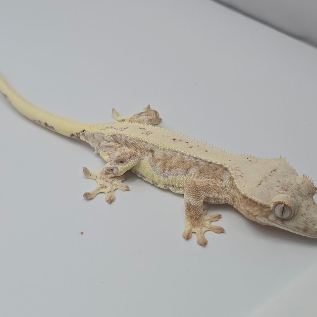 릴리화이트 크림