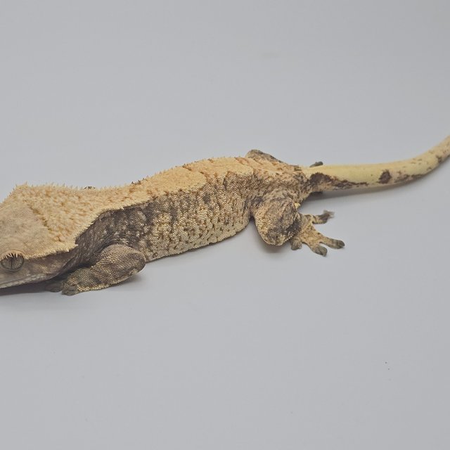 노멀 드리피 화이트스팟