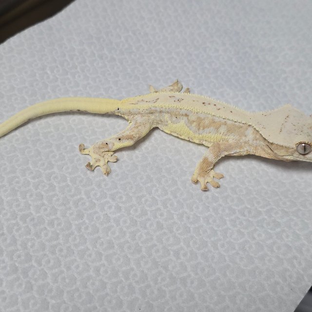 릴리화이트 크림