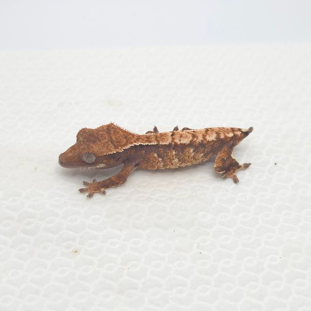 카푸치노 화이트스팟