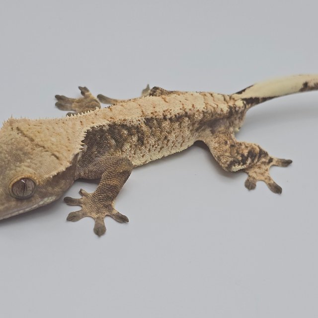 노멀 드리피 화이트스팟