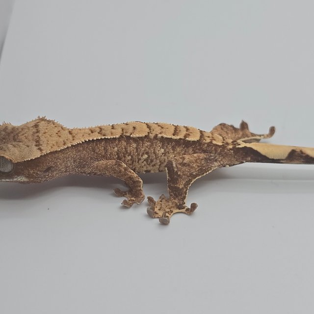 노멀 트라이 드리피 화이트스팟