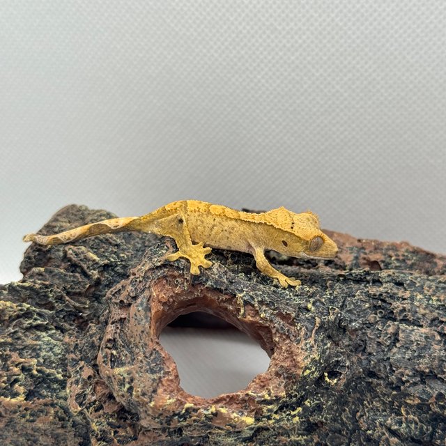 달마시안 릴리화이트