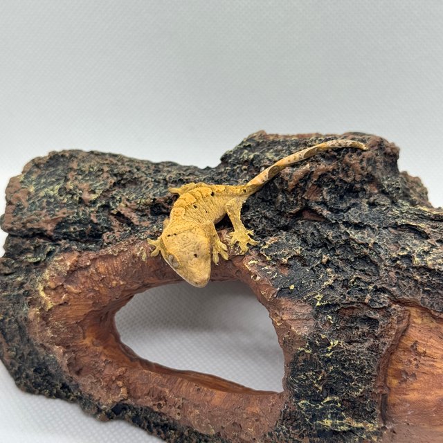 달마시안 릴리화이트