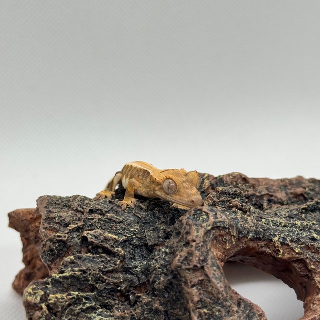 릴리화이트 달마시안