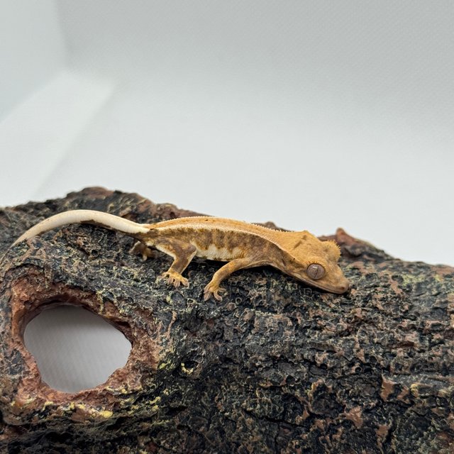 릴리화이트 달마시안