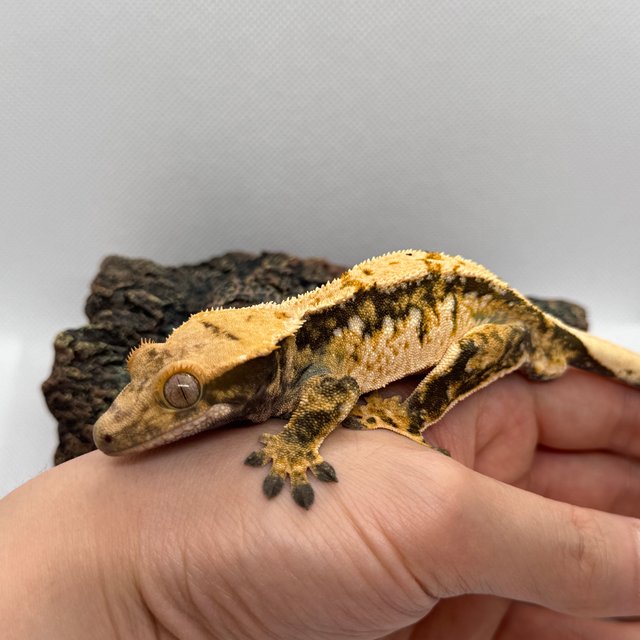 익스트림할리퀸 트라이