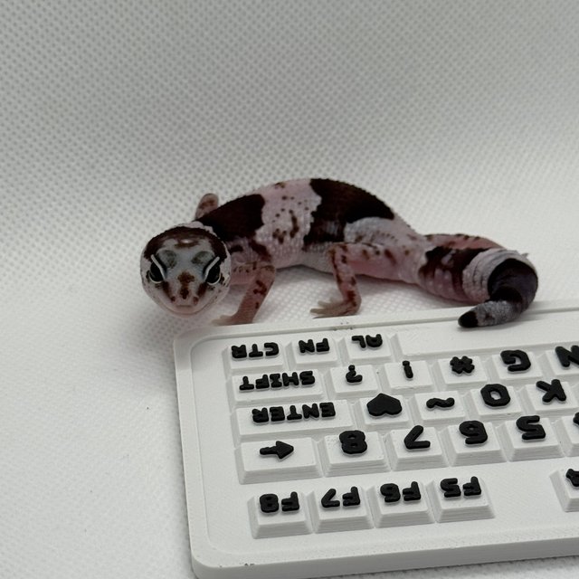 줄루 오레오 헷 고스트 카라멜