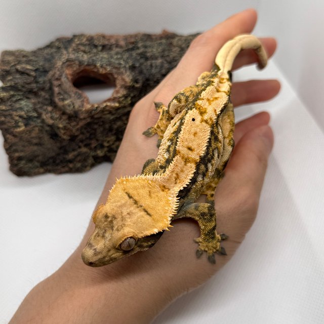 익스트림할리퀸 트라이