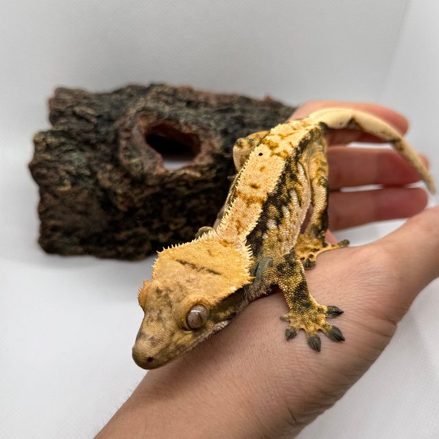 익스트림할리퀸 트라이