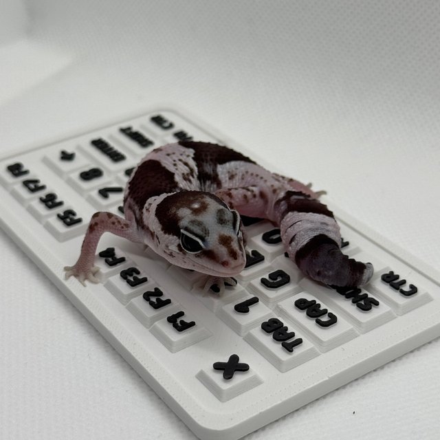 줄루 오레오 헷 고스트 카라멜