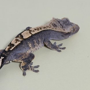 릴리100%헷아잔틱 100%헷아잔틱