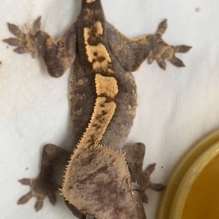 릴리100%헷아잔틱 100%헷아잔틱